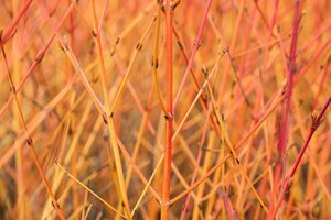 CORNUS S. MIDWINTER FIRE