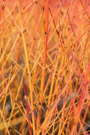 Cornus sanguinea 'Midwinter Fire'