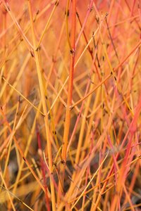 Cornus sanguinea 'Midwinter Fire'