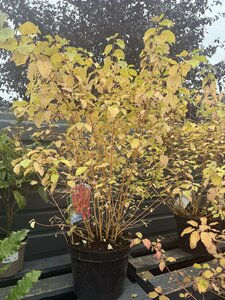Cornus sanguinea 'Midwinter Fire'