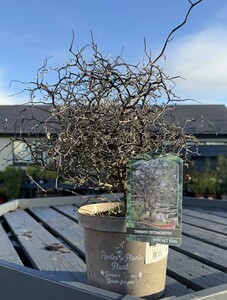 COROKIA COTONEASTER