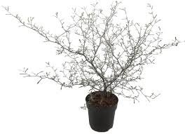 Corokia maori - Silver