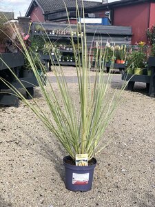 Cortaderia sell. 'Ice Cool'