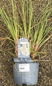 CORTADERIA sell. Pumila