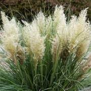 Cortaderia selloana 'Tiny Pampa'