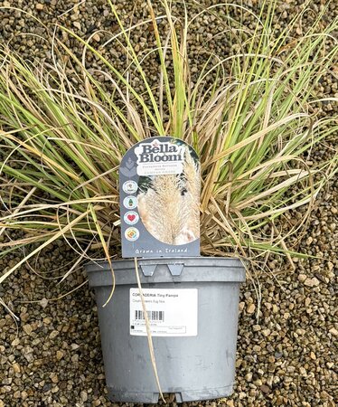CORTADERIA Tiny Pampa