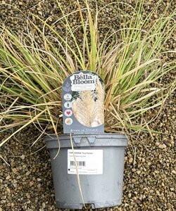 CORTADERIA Tiny Pampa