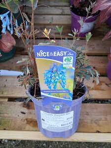 Corydalis 'Porcelain Blue'