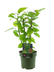 Corylus a. 'Garibaldi'