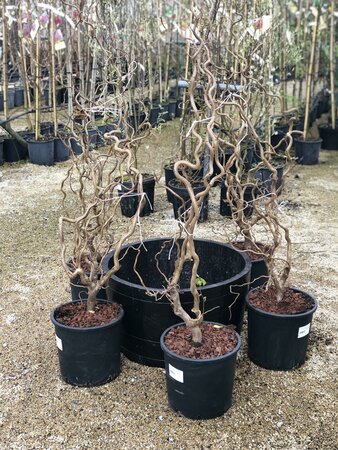 CORYLUS avellana Contorta 100-125cm