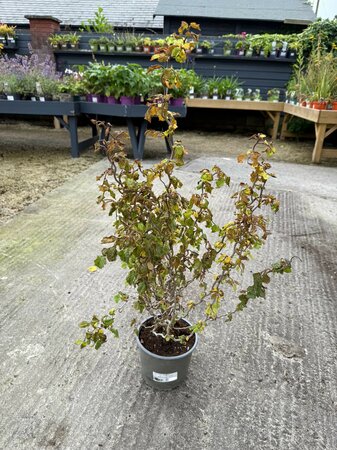 Corylus avellana 'Scooter'®