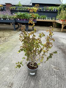 Corylus avellana 'Scooter'®