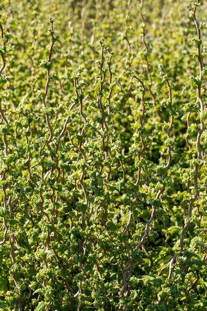 Corylus avellana 'Scooter'®