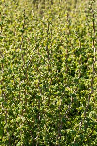 Corylus avellana 'Scooter'®