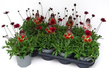 Cosmos atrosang. 'Chocamocha'
