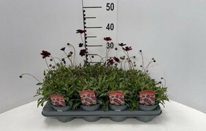 Cosmos atrosang. 'Chocamocha' P13