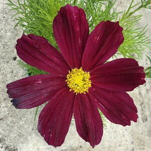 Cosmos Bipinnatus Mix - image 1