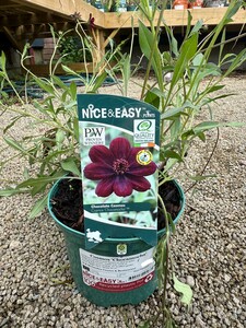 Cosmos 'Chocamocha' - image 2