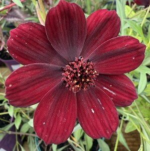Cosmos 'Chocamocha' - image 2