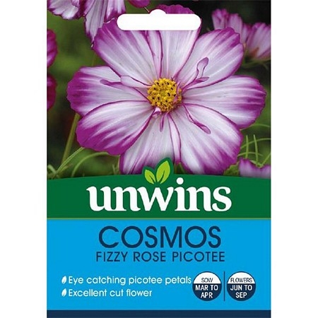 Cosmos Fizzy Rose Picotee