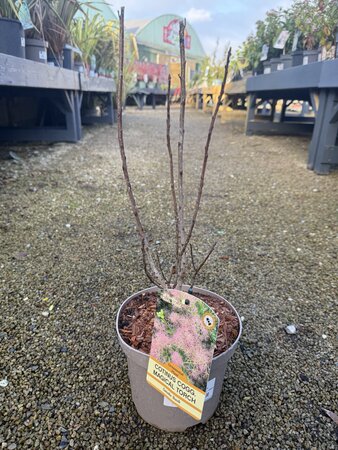 COTINUS C. MAGICAL TORCH