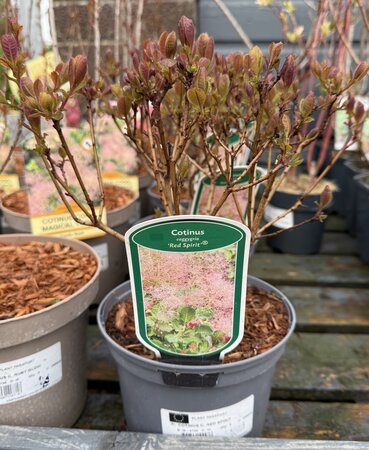 COTINUS C. RED SPIRIT