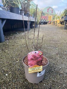 COTINUS C. RUBY GLOW
