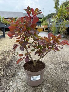 COTINUS C. SMOKEY JOE