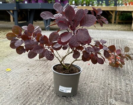 Cotinus cog. 'Royal Purple'