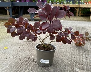 Cotinus cog. 'Royal Purple'