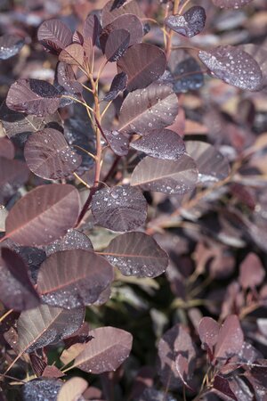 Cotinus cog. 'Royal Purple' / 30-40 CM C3