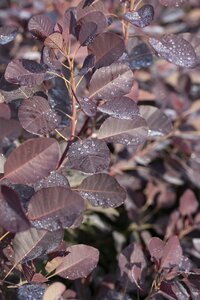 Cotinus cog. 'Royal Purple' / 30-40 CM C3
