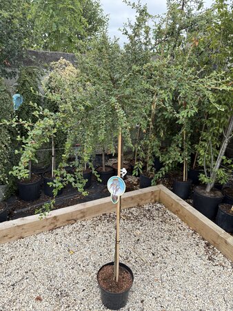 COTONEASTER CORAL BEAUTY TG