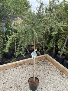 COTONEASTER CORAL BEAUTY TG