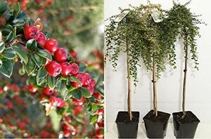 COTONEASTER WINTER JEWEL