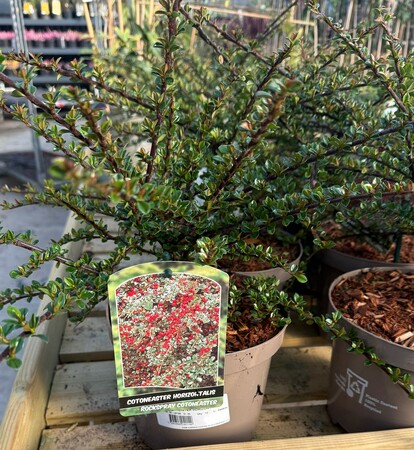COTONEASTER HORIZONTALIS
