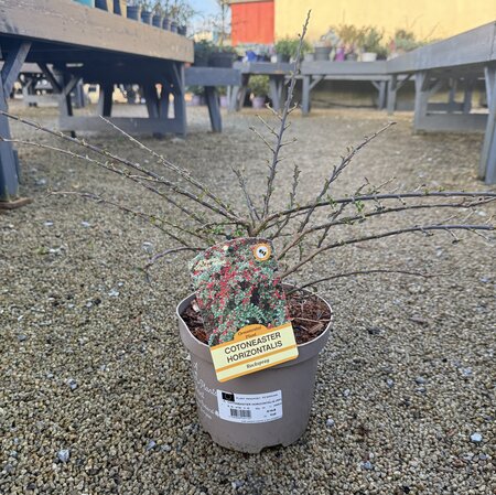 COTONEASTER HORIZONTALIS (RP)