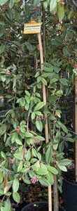 COTONEASTER HYBRIDA PENDULA - image 2