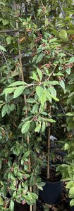 COTONEASTER HYBRIDA PENDULA