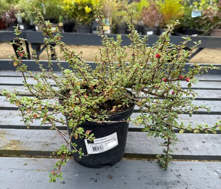 COTONEASTER MICROPHYLLUS