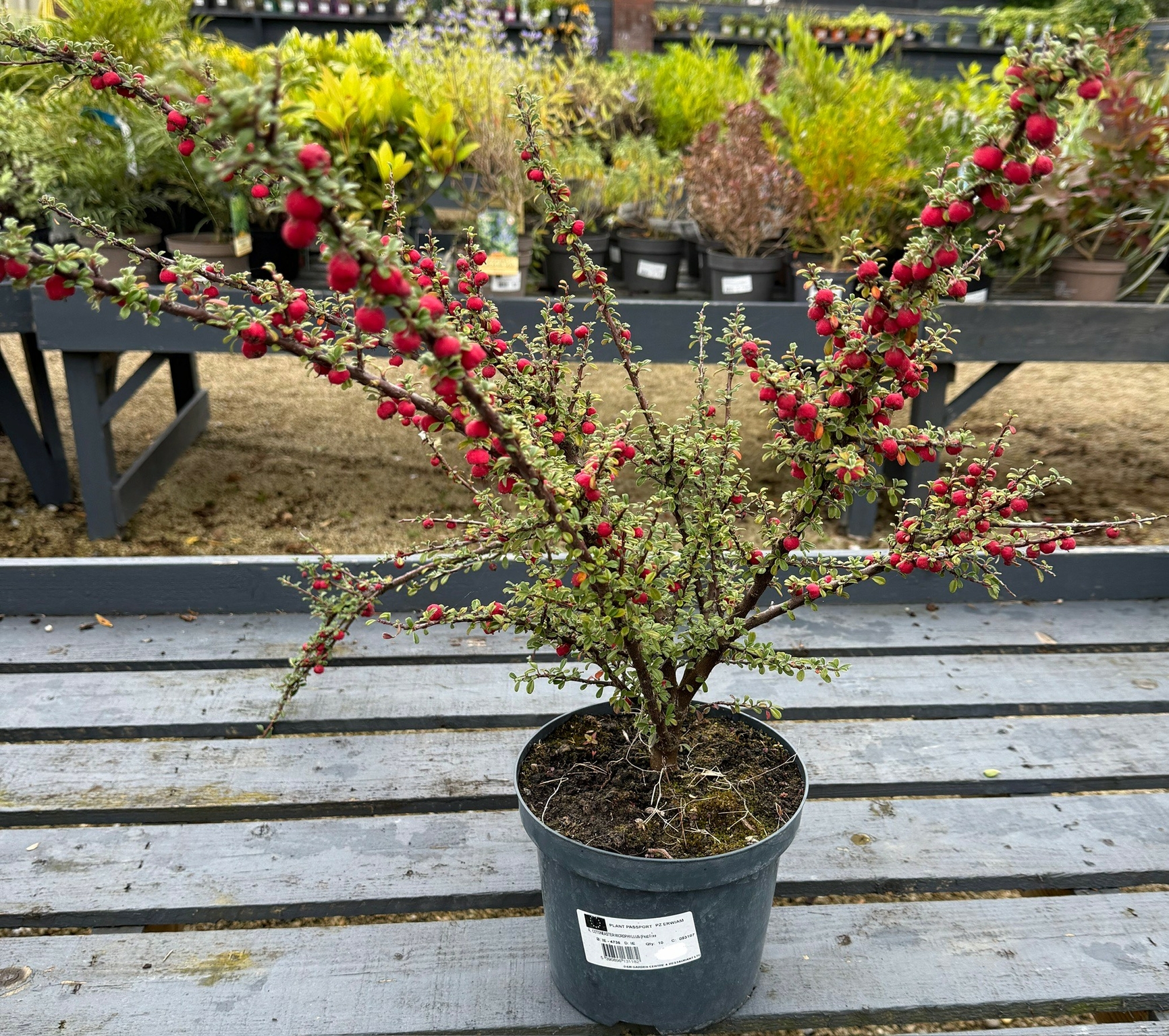 Cotoneaster Microphyllus (peat Free) - D and M Garden Centre