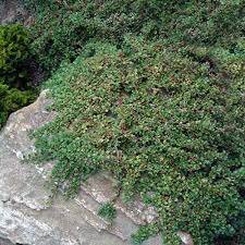 COTONEASTER QUEEN OF CARPETS