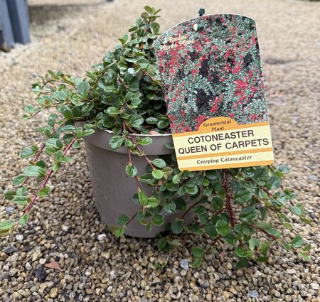 COTONEASTER QUEEN OF CARPETS