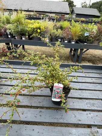 Cotoneaster suec. 'Coral Beauty'