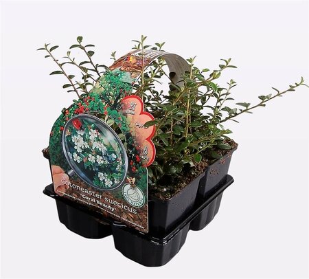Cotoneaster suec. 'Coral Beauty' 4-pack