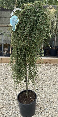 COTONEASTER WINTER JEWEL  T.G.