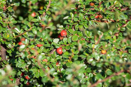 COTONEASTER WINTER JEWEL  T.G.