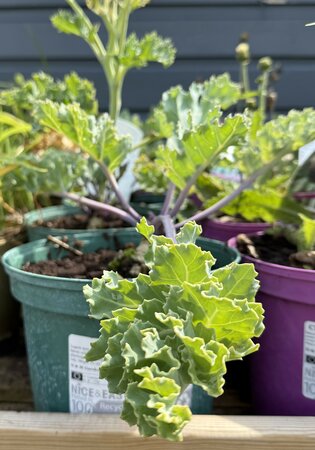 Crambe maritima