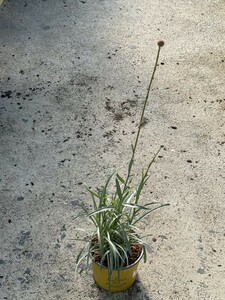 CRASPEDIA GLOBOSA GOLF BEAUTY