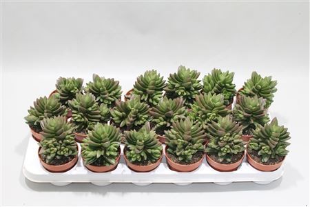 Crassula ben